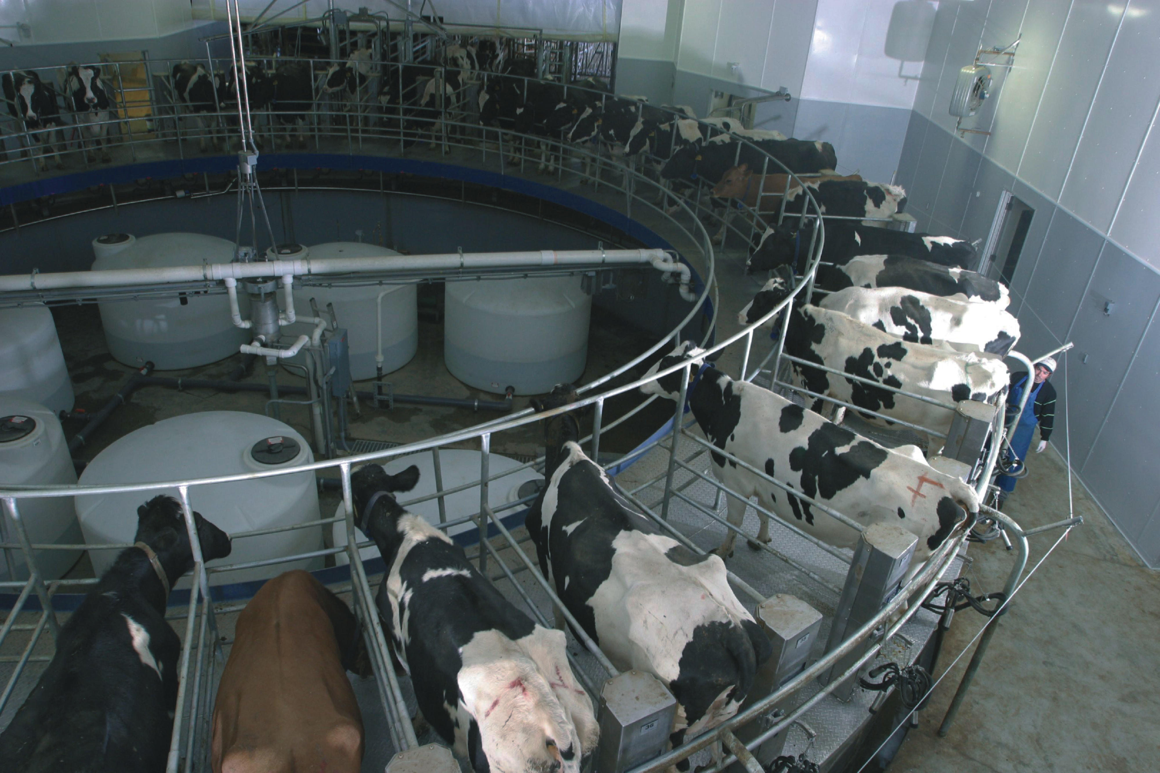 Buscan crear fondo lechero mediante aumento del precio de la leche consumo