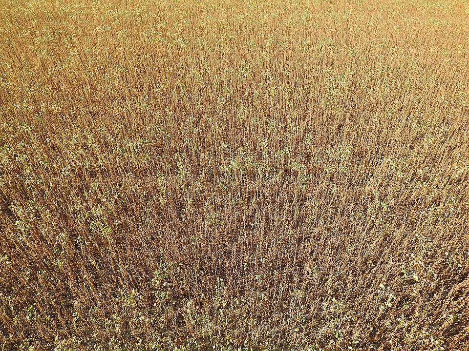 Nueva suba de precios para la soja en Chicago; cereales también se favorecen