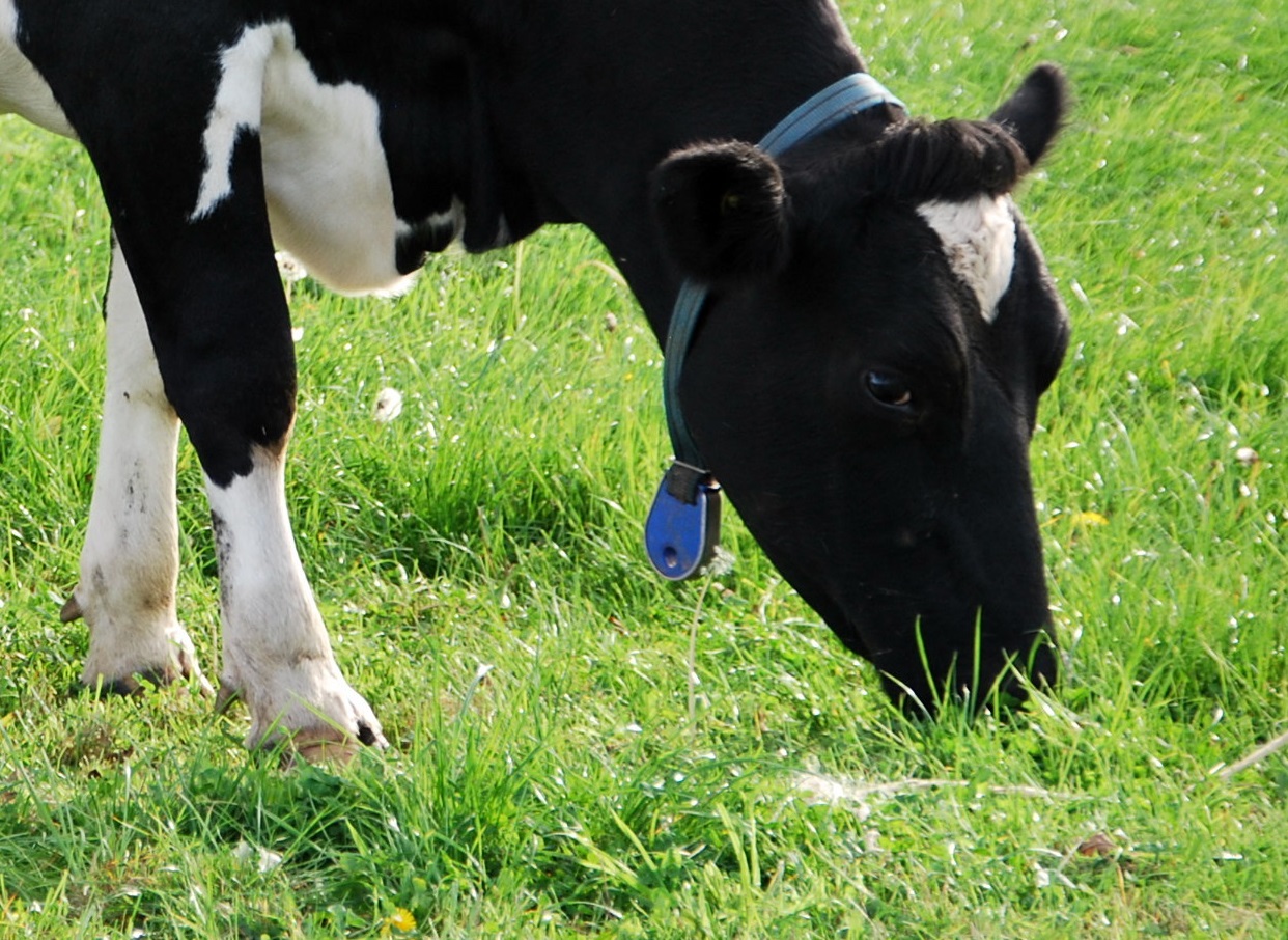 Las lluvias de agosto han “enlentecido” ventas de ganado lechero