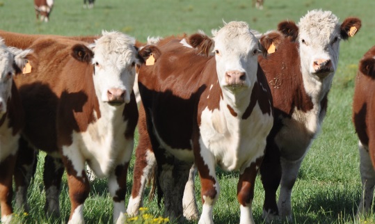 Faena de vacunos sumó 44.538 cabezas en la última semana