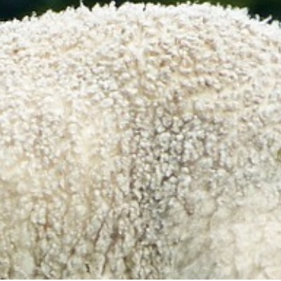 En Australia los valores de las lanas se movieron al alza