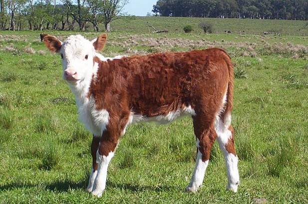 Con mejor ánimo productores buscan asegurar terneros