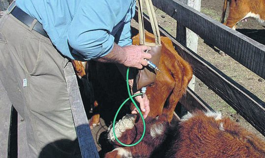 Uruguay preocupado por mal uso de antibióticos