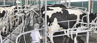 Controles lecheros siguen firmes pese a la crisis del sector