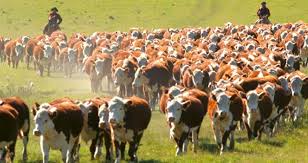 12.11.2018 Puesta a punto en los mercados agropecuarios