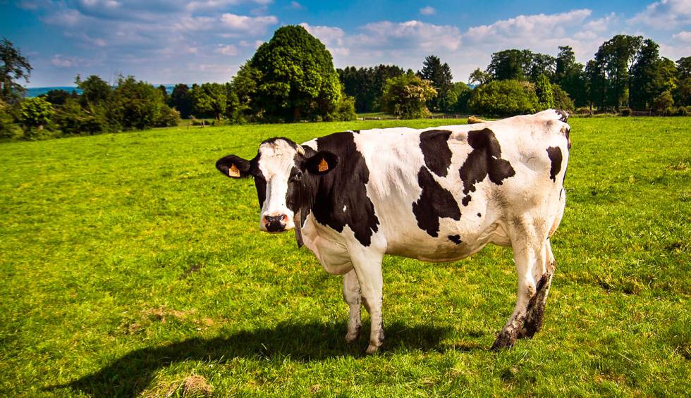 17.12.2018 Analizamos los mercados en Marca de Campo