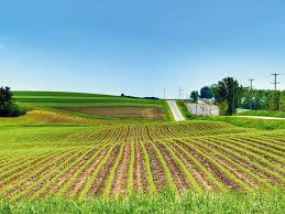 04.12.2018 Hoy comentamos el mercado de haciendas en Marca de Campo